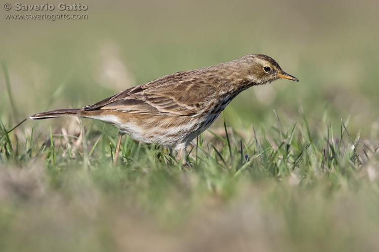 Water Pipit