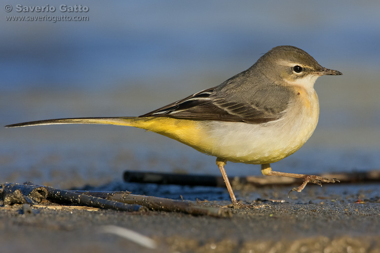 Grey Wagtail