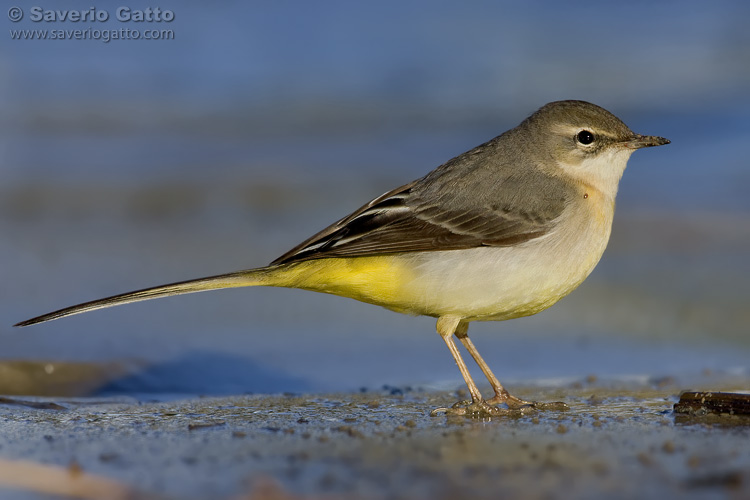 Grey Wagtail