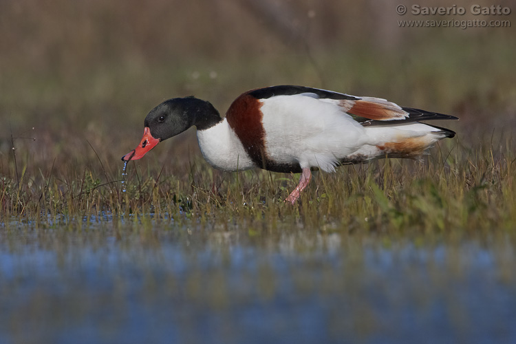 Common Shelduck