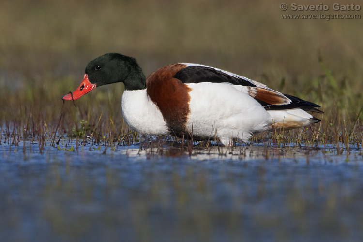 Common Shelduck