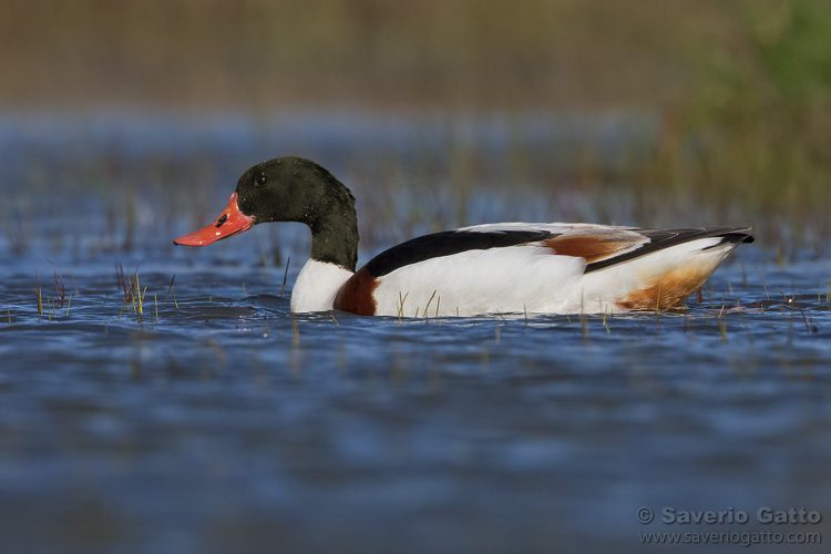 Common Shelduck