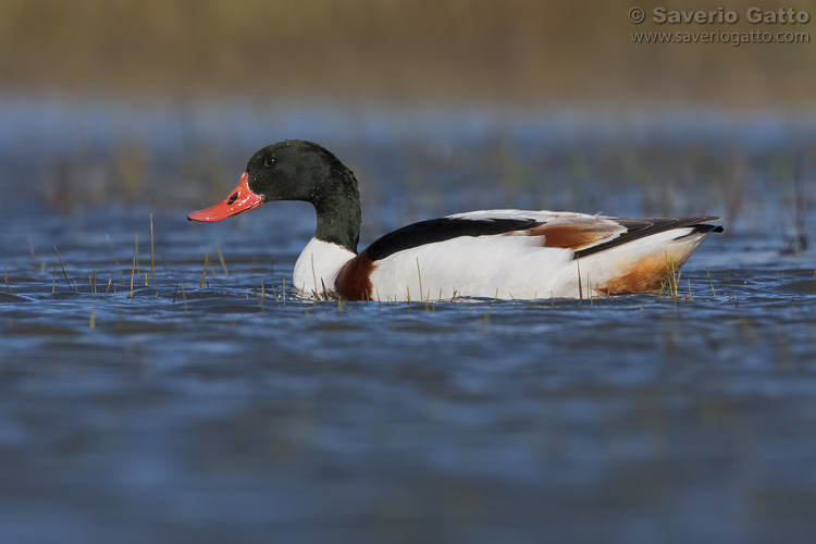 Common Shelduck