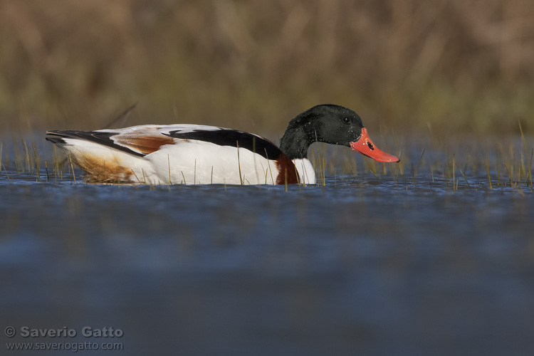 Common Shelduck