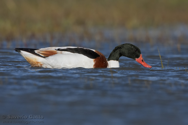 Common Shelduck