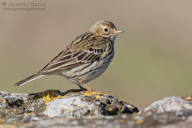 Meadow Pipit