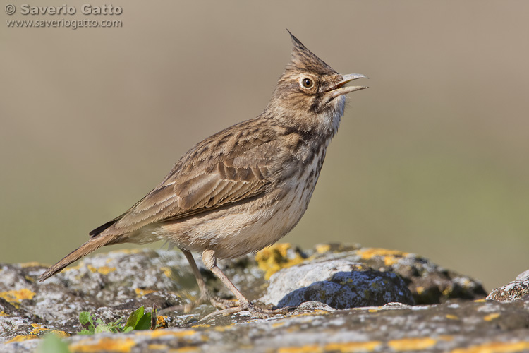 Crested Lark