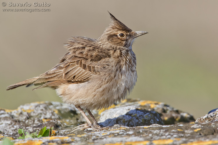 Crested Lark