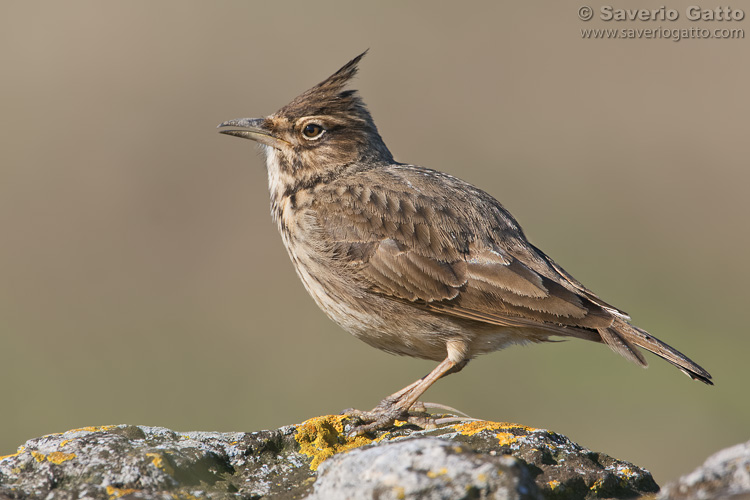 Crested Lark