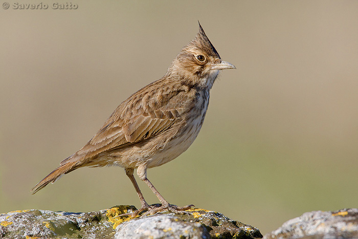 Crested Lark