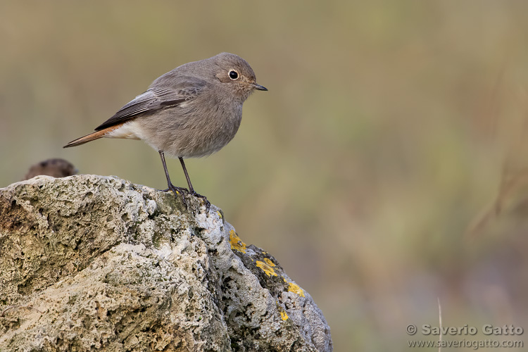 Black Redstart