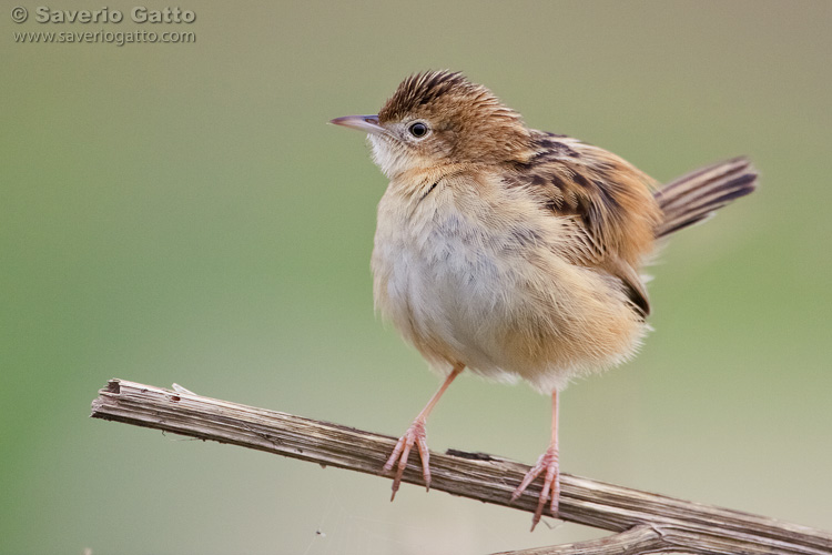 Zitting Cisticola