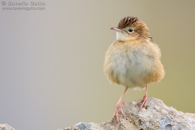 Zitting Cisticola