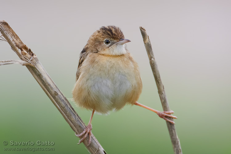 Zitting Cisticola