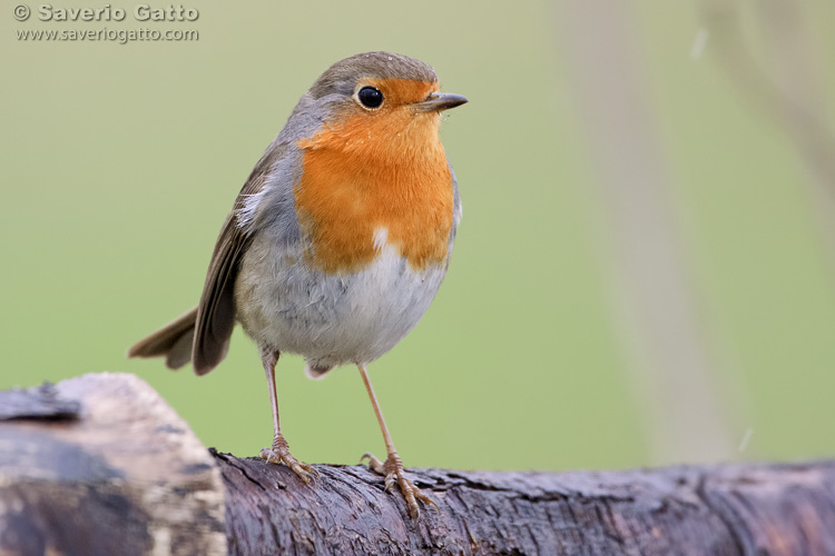 European Robin