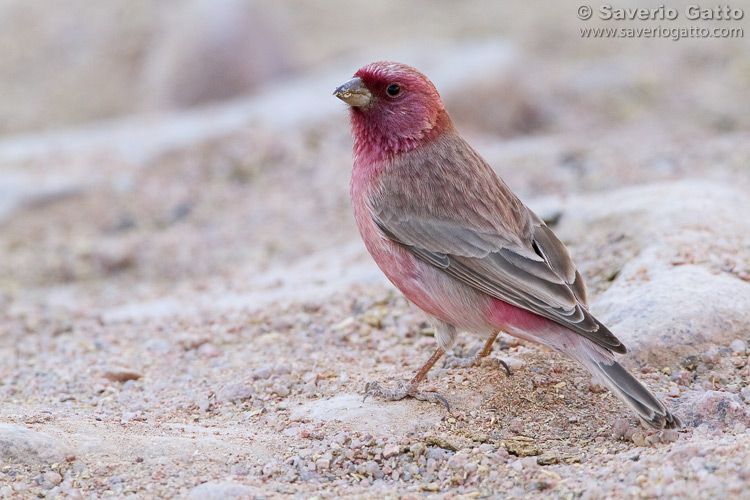 Sinai Rosefinch