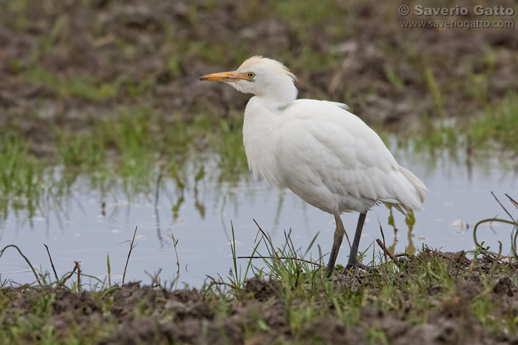 Cattle Egret