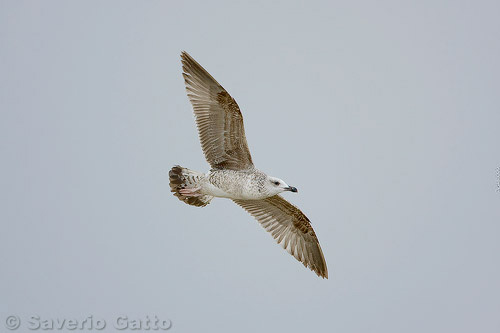 Yellow-legged Gull