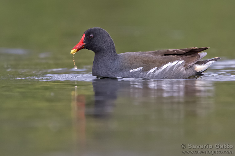 Common Moorhen