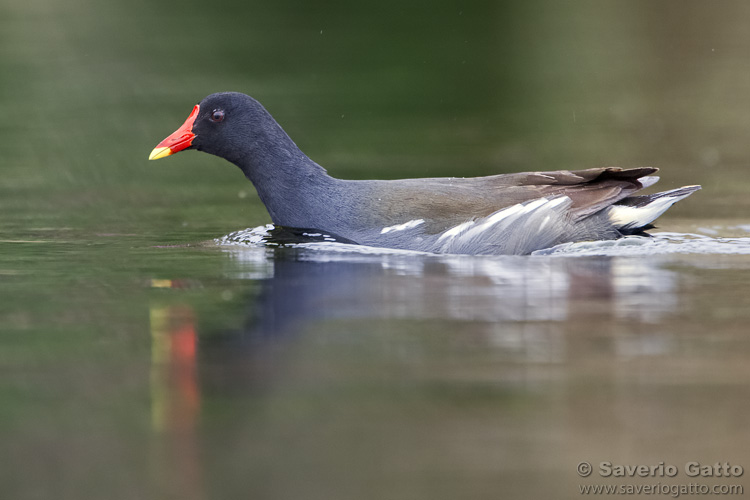 Common Moorhen