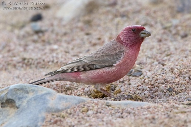 Sinai Rosefinch