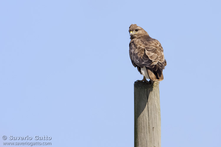 Common Buzzard