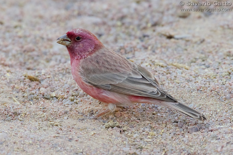 Sinai Rosefinch