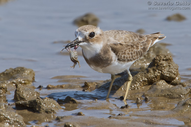 Greater Sand Plover