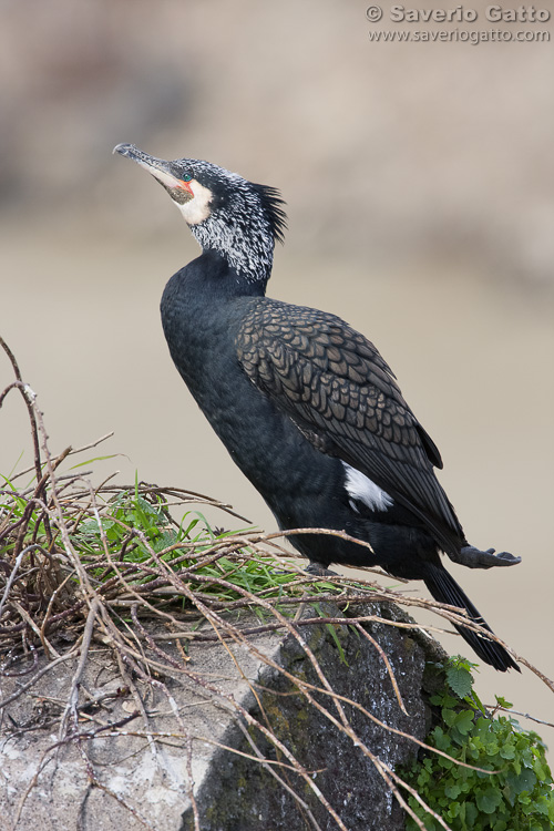 Great Cormorant