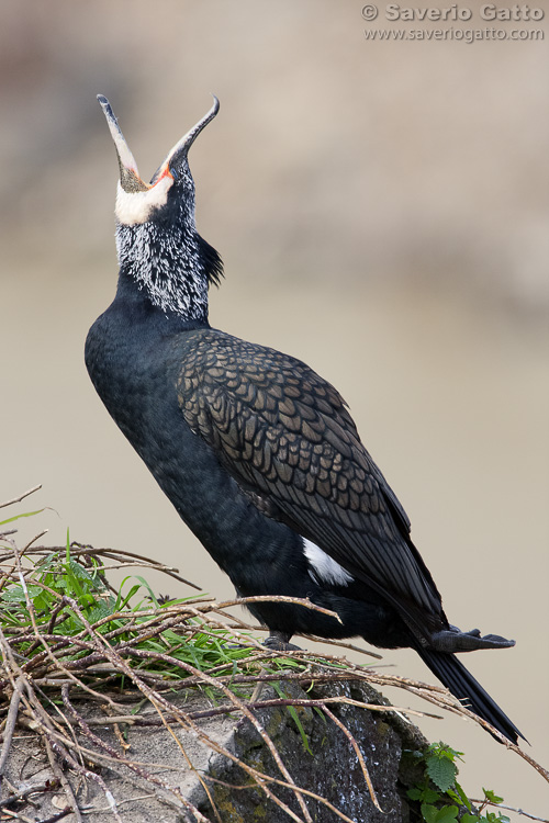 Great Cormorant