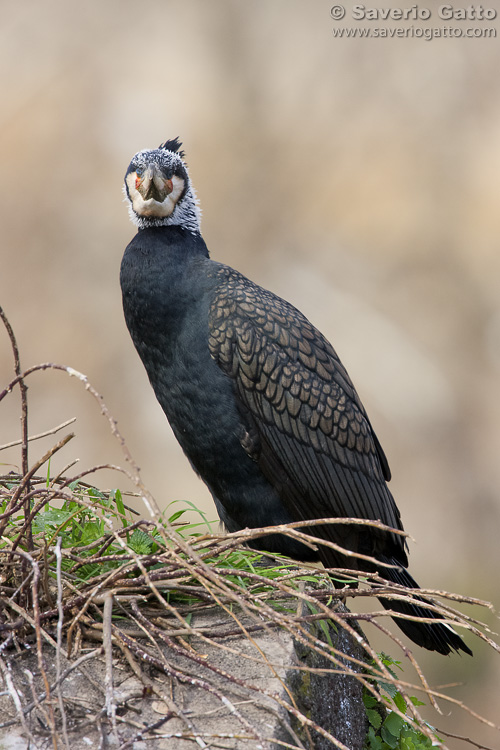 Great Cormorant