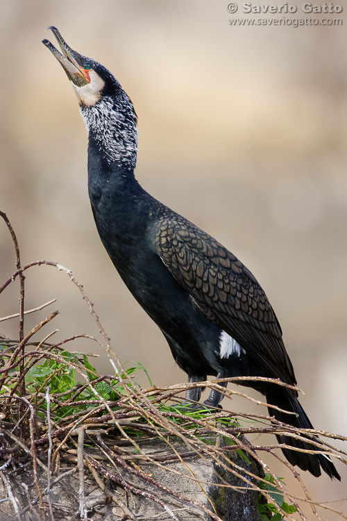 Great Cormorant