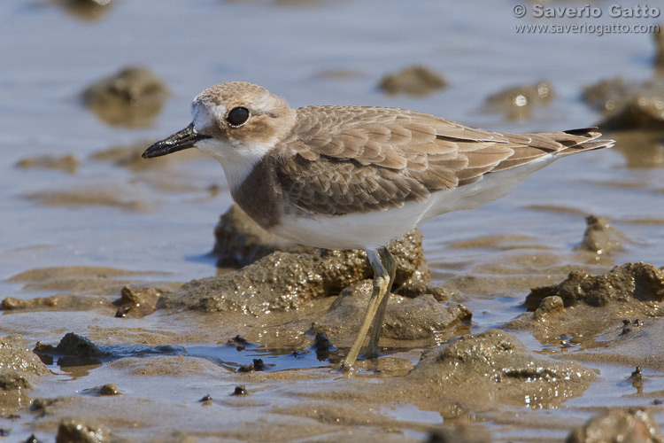 Greater Sand Plover