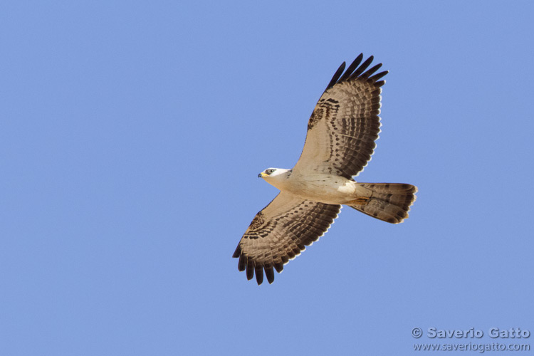 European Honey Buzzard