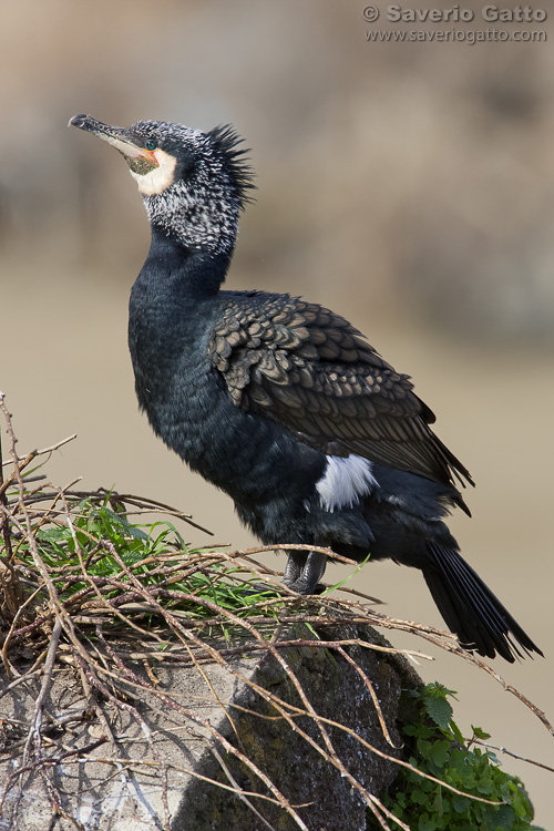 Great Cormorant