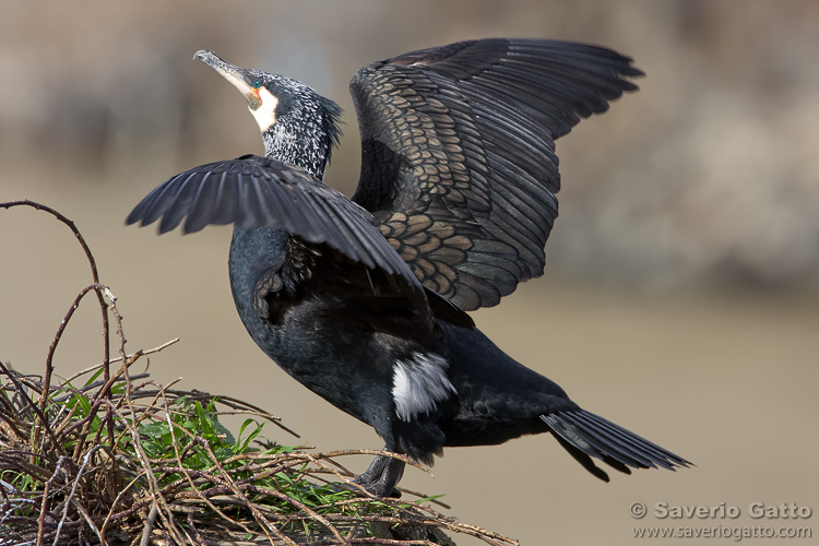 Great Cormorant