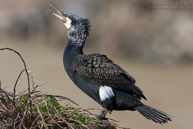 Great Cormorant