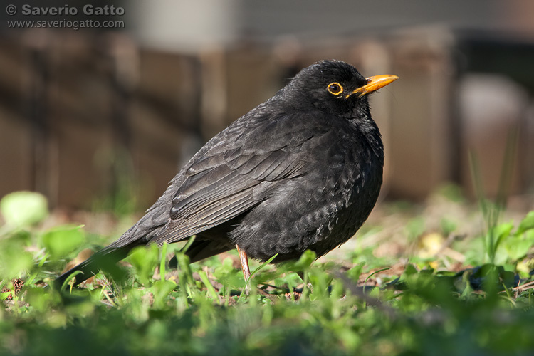 Common Blackbird