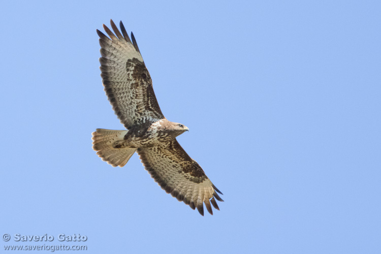 Common Buzzard