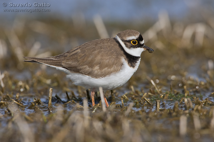 Little Ringed Plover