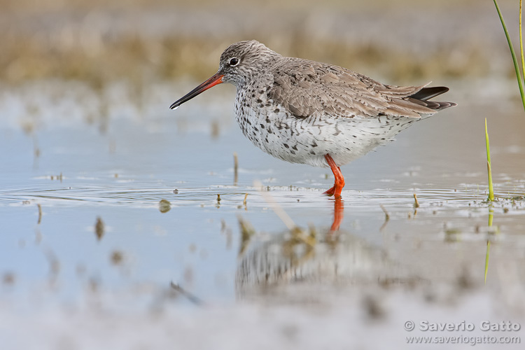 Common Redshank