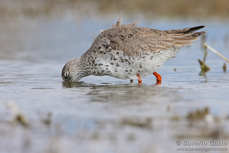 Common Redshank