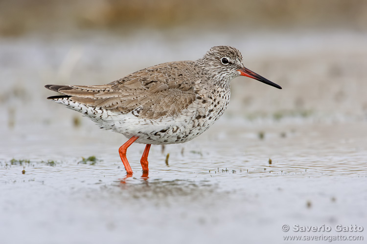 Common Redshank