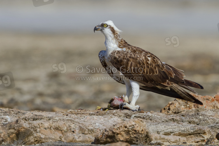 Falco pescatore