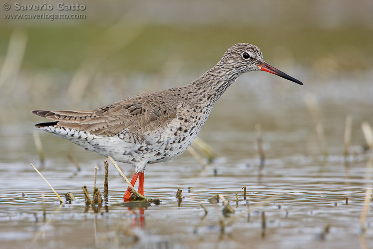 Common Redshank