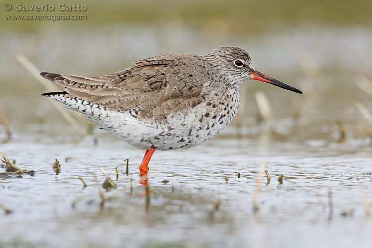 Common Redshank