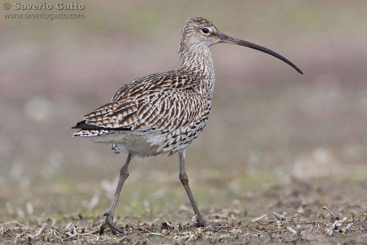 Eurasian Curlew