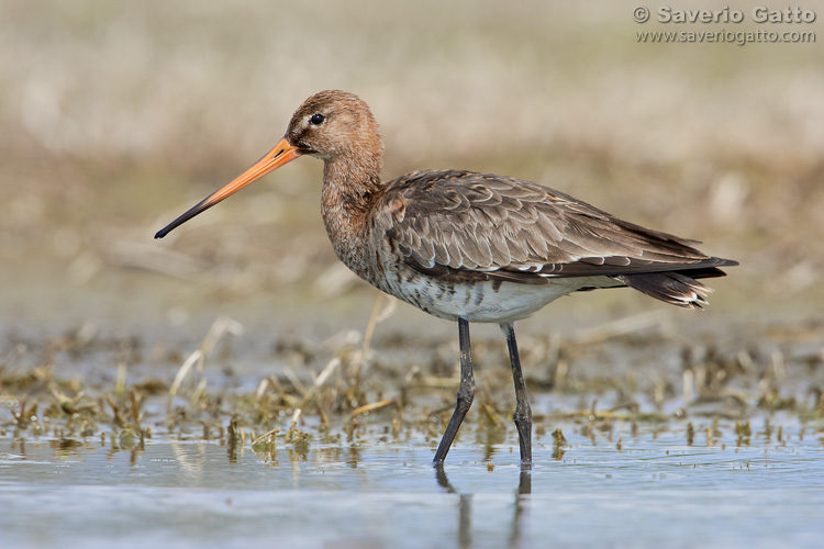 Black-tailed Godwit