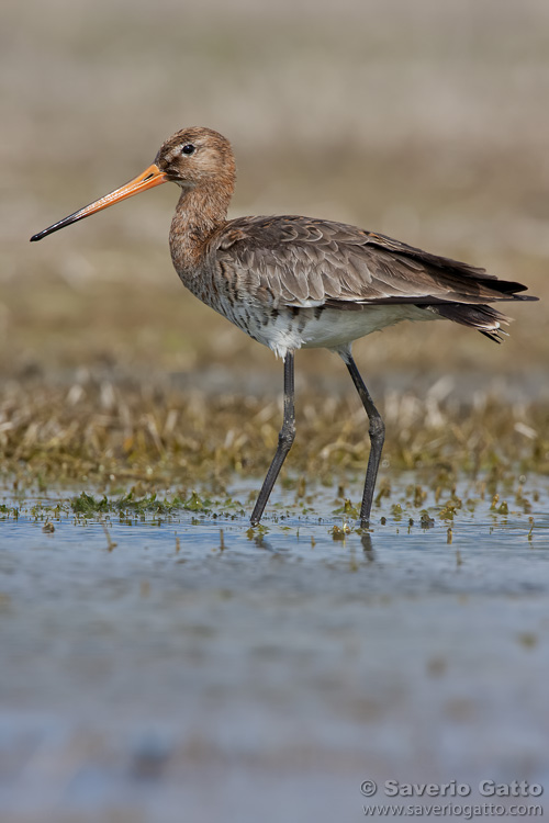 Black-tailed Godwit