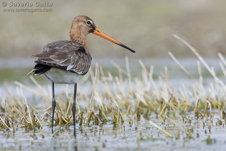 Black-tailed Godwit